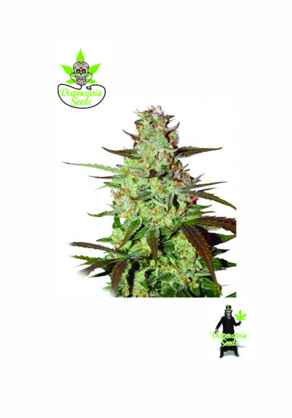 Auto Blueberry Express Feminised Cannabis Seeds Dispensario Seeds 0110